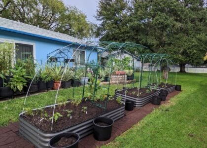 Memanfaatkan Halaman Luas di Desa untuk Kebun dan Taman